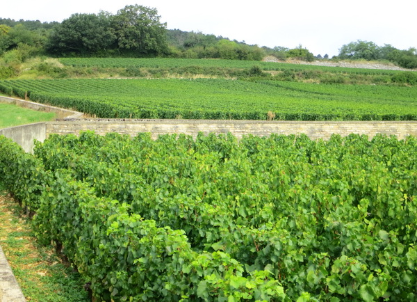 Meursault_Genevrieres